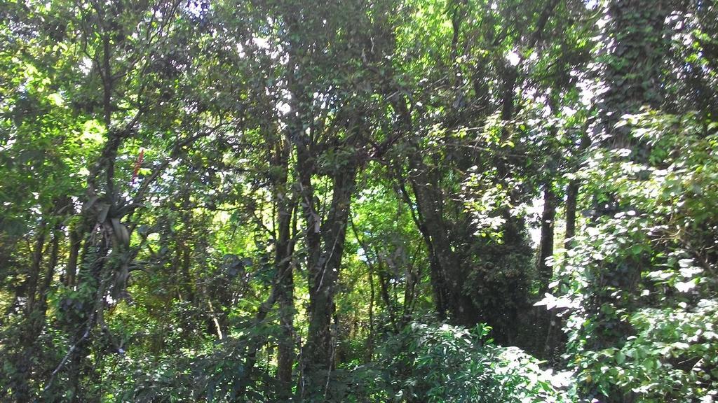 Chales Araucarias Da Serra Канела Стая снимка